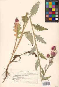 Carduus crispus L., Eastern Europe, Moscow region (E4a) (Russia)