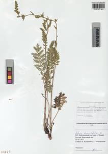 Artemisia tanacetifolia L., Siberia, Altai & Sayany Mountains (S2) (Russia)