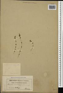 Arenaria serpyllifolia L., Caucasus (no precise locality) (K0)