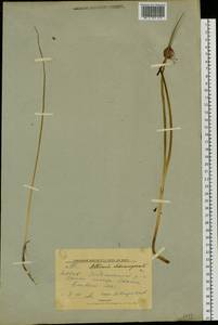 Allium schoenoprasum L., Siberia, Yakutia (S5) (Russia)