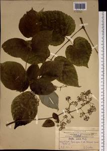 Aralia continentalis Kitag., Siberia, Russian Far East (S6) (Russia)