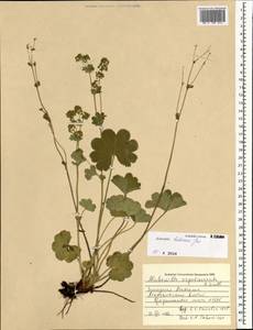 Alchemilla hebescens Juz., Mongolia (MONG) (Mongolia)