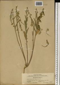 Berteroa incana (L.) DC., Eastern Europe, South Ukrainian region (E12) (Ukraine)