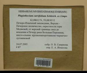 Plagiothecium curvifolium Schlieph. ex Limpr., Bryophytes, Bryophytes - European North East (B7) (Russia)