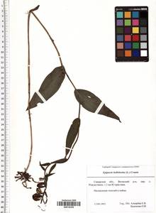 Epipactis helleborine (L.) Crantz, Eastern Europe, Middle Volga region (E8) (Russia)