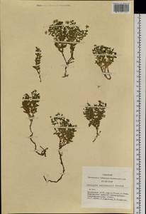 Mesostemma amblyosepalum (Schrenk) Chepinoga, Siberia, Altai & Sayany Mountains (S2) (Russia)