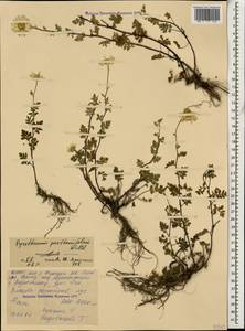 Tanacetum partheniifolium (Willd.) Sch. Bip., Caucasus, North Ossetia, Ingushetia & Chechnya (K1c) (Russia)