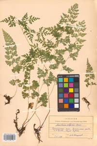 Sitobolium wilfordii (T. Moore) L. A. Triana & Sundue, Siberia, Russian Far East (S6) (Russia)