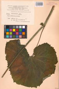 Adenostyles alliariae (Gouan) A. Kern., Eastern Europe, West Ukrainian region (E13) (Ukraine)