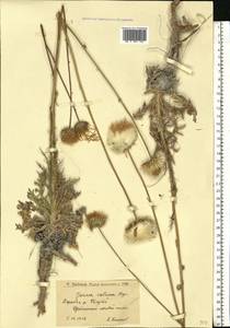 Jurinea cretacea Bunge, Eastern Europe, Lower Volga region (E9) (Russia)
