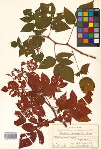 Rubus idaeus subsp. melanolasius Focke, Siberia, Russian Far East (S6) (Russia)