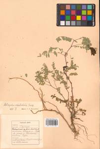 Astragalus schelichowii Turcz., Siberia, Russian Far East (S6) (Russia)