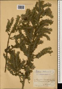 Echium italicum subsp. biebersteinii (Lacaita) Greuter & Burdet, Caucasus, Armenia (K5) (Armenia)