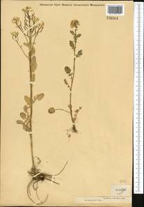 Barbarea vulgaris (L.) W.T. Aiton, Middle Asia, Muyunkumy, Balkhash & Betpak-Dala (M9) (Kazakhstan)