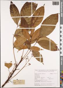Meliaceae, South Asia, South Asia (Asia outside ex-Soviet states and Mongolia) (ASIA) (Vietnam)