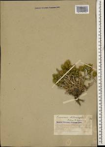 Cousinia chlorocephala C. A. Mey., Caucasus, Azerbaijan (K6) (Azerbaijan)