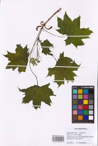 Acer platanoides L., Eastern Europe, Middle Volga region (E8) (Russia)