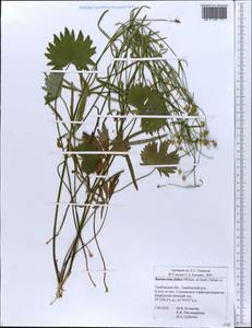 Ranunculus fallax (Wimm. & Grab.) Schur, Eastern Europe, Central forest-and-steppe region (E6) (Russia)