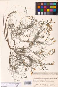 Astragalus pseudotataricus Boriss., Eastern Europe, Lower Volga region (E9) (Russia)