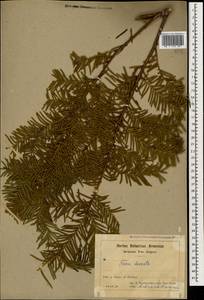 Taxus baccata L., Caucasus, Armenia (K5) (Armenia)