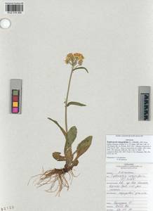 Tephroseris integrifolia (L.) Holub, Siberia, Altai & Sayany Mountains (S2) (Russia)