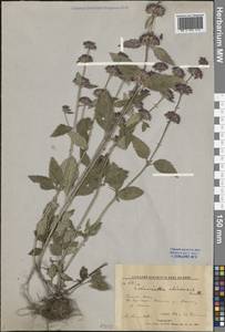 Clinopodium chinense (Benth.) Kuntze, Siberia, Russian Far East (S6) (Russia)