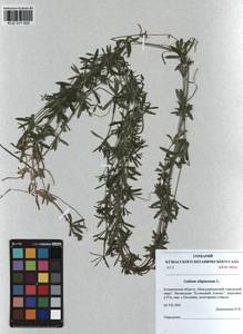 Galium uliginosum L., Siberia, Altai & Sayany Mountains (S2) (Russia)