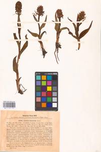 Dactylorhiza incarnata subsp. cruenta (O.F.Müll.) P.D.Sell, Eastern Europe, North-Western region (E2) (Russia)