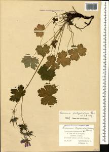 Geranium platypetalum Fisch. & C.A. Mey., Caucasus, Stavropol Krai, Karachay-Cherkessia & Kabardino-Balkaria (K1b) (Russia)