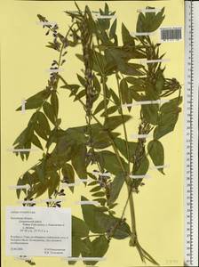 Galega orientalis Lam., Eastern Europe, Central region (E4) (Russia)