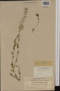 Noccaea caerulescens (J. Presl & C. Presl) F.K. Mey., Western Europe (EUR) (France)