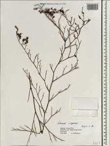 Limonium virgatum (Willd.) Fourr., South Asia, South Asia (Asia outside ex-Soviet states and Mongolia) (ASIA) (Cyprus)