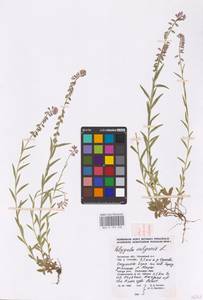 Polygala vulgaris L., Eastern Europe, Central region (E4) (Russia)