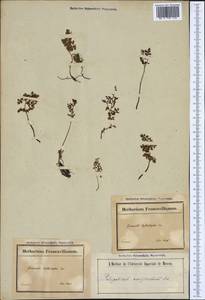 Anogramma leptophylla (L.) Link, Western Europe (EUR) (France)