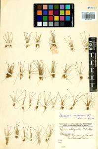 Eleocharis acicularis (L.) Roem. & Schult., Siberia, Baikal & Transbaikal region (S4) (Russia)