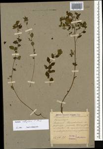 Parietaria judaica L., Caucasus, Stavropol Krai, Karachay-Cherkessia & Kabardino-Balkaria (K1b) (Russia)