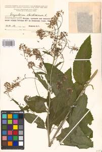 Sisymbrium strictissimum L., Eastern Europe, Moscow region (E4a) (Russia)