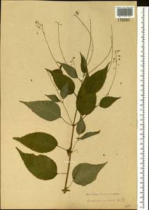 Circaea lutetiana L., Eastern Europe, Central region (E4) (Russia)