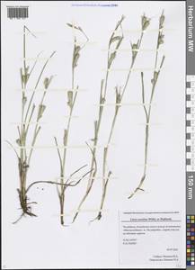 Carex secalina Willd. ex Wahlenb., Eastern Europe, Eastern region (E10) (Russia)