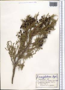 Juniperus semiglobosa Regel, Middle Asia, Pamir & Pamiro-Alai (M2) (Tajikistan)