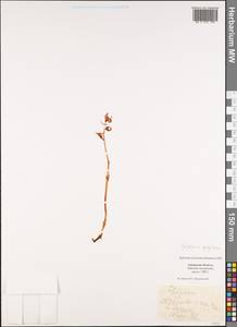 Epipogium aphyllum Sw., Siberia, Russian Far East (S6) (Russia)