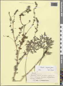 Cuscuta campestris Yunck., Eastern Europe, Lower Volga region (E9) (Russia)