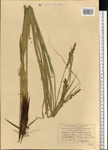 Carex paniculata L., Eastern Europe, Belarus (E3a) (Belarus)