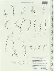 Galium trifidum L., Siberia, Russian Far East (S6) (Russia)