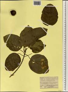 Cordia subcordata Lam., Africa (AFR) (Seychelles)