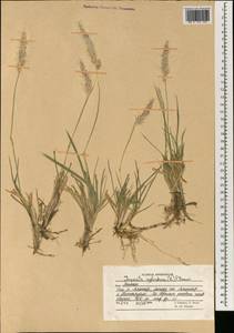Imperata cylindrica (L.) Raeusch., South Asia, South Asia (Asia outside ex-Soviet states and Mongolia) (ASIA) (Afghanistan)