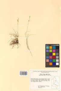 Carex alba Scop., Siberia, Russian Far East (S6) (Russia)