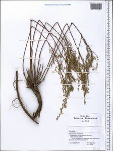 Artemisia, Middle Asia, Northern & Central Kazakhstan (M10) (Kazakhstan)