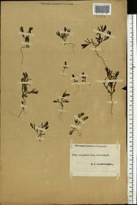 Amaranthaceae, Eastern Europe, Eastern region (E10) (Russia)