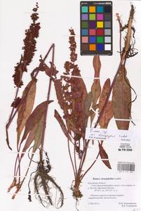 Rumex, Eastern Europe, Central region (E4) (Russia)